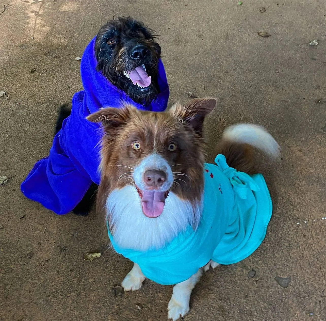 Dog Drying Coats