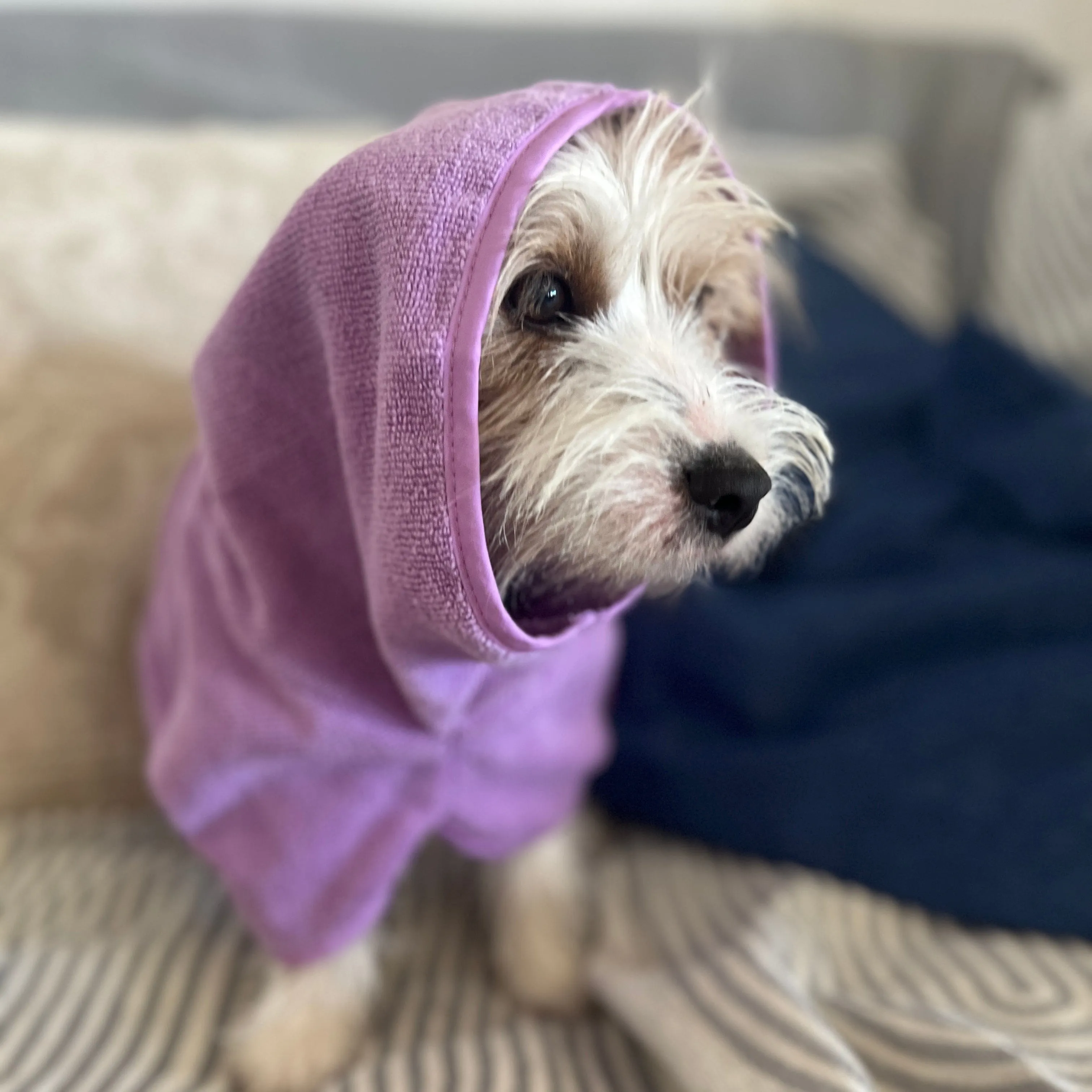 Dog Drying Coats