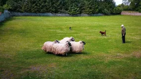 Tranquil Pastures: Sheep Farm in Ireland